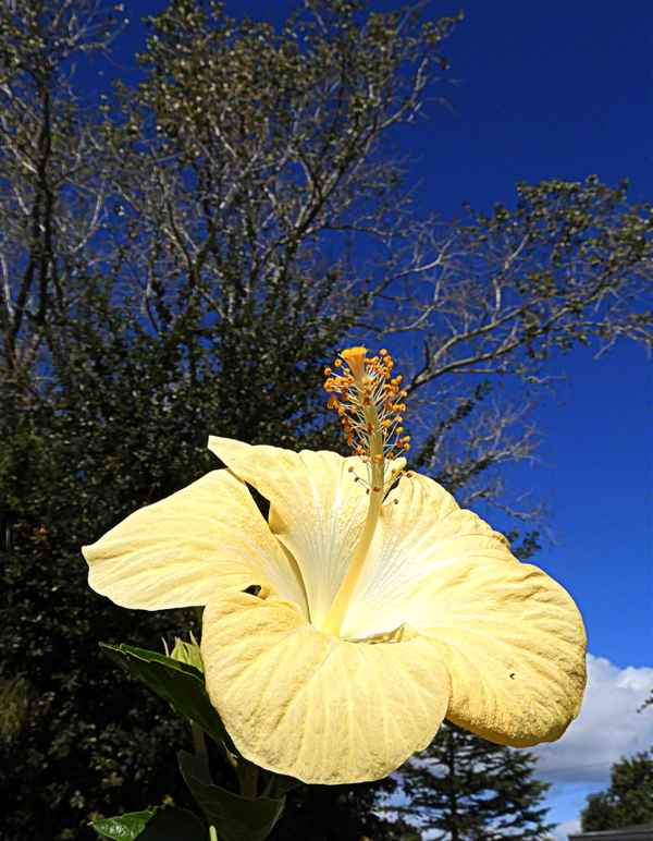 Hibiskusblüte