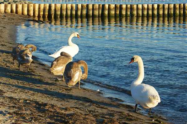 Schwanenfamilie am Sund