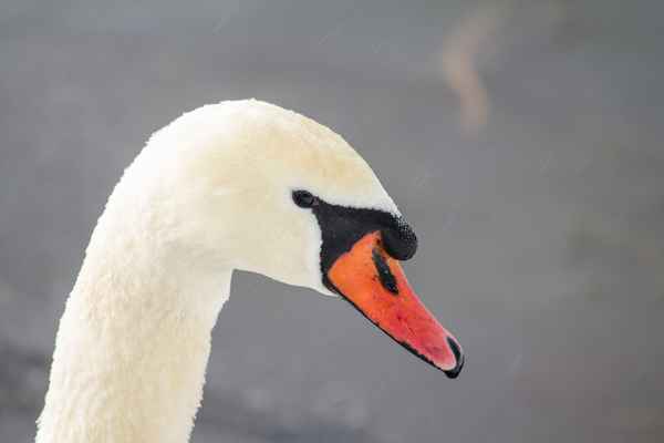 swan song