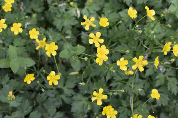 Yellow bloom