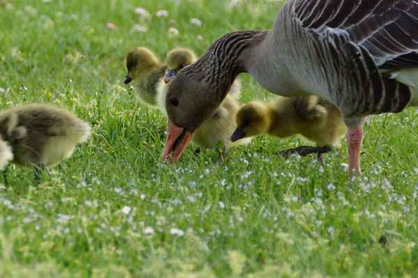 Gänsefamilie beim Mahl