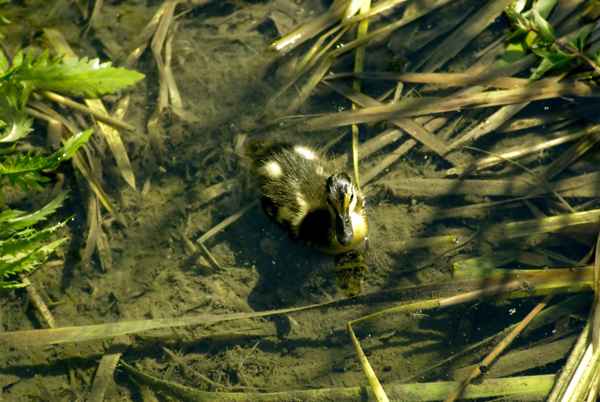 Sweet little Duckling