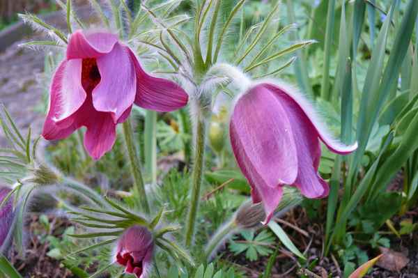 Küchenschelle (Pulsatilla vulgaris)