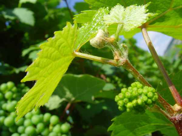 Nur noch etwas Sonne, dann bin ich auch groß....