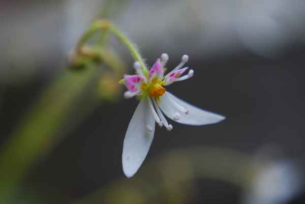 Blüte des Steinbrech