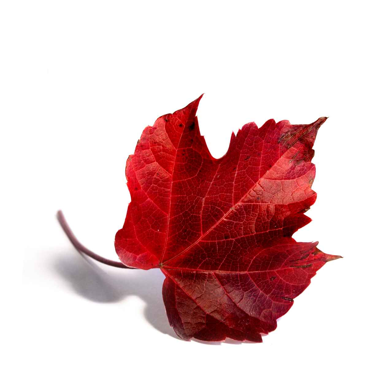 Rotes Blatt.