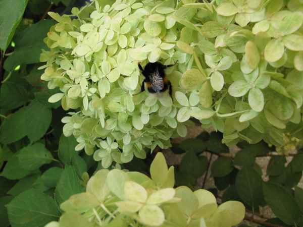 Hummel in Rispenhortensie