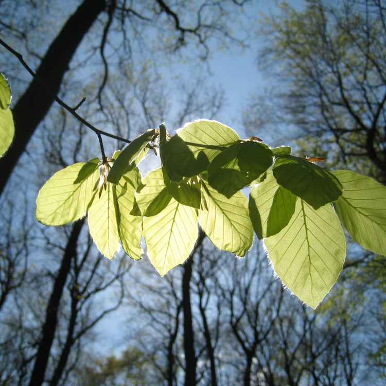 Frühlings Lichtspiele