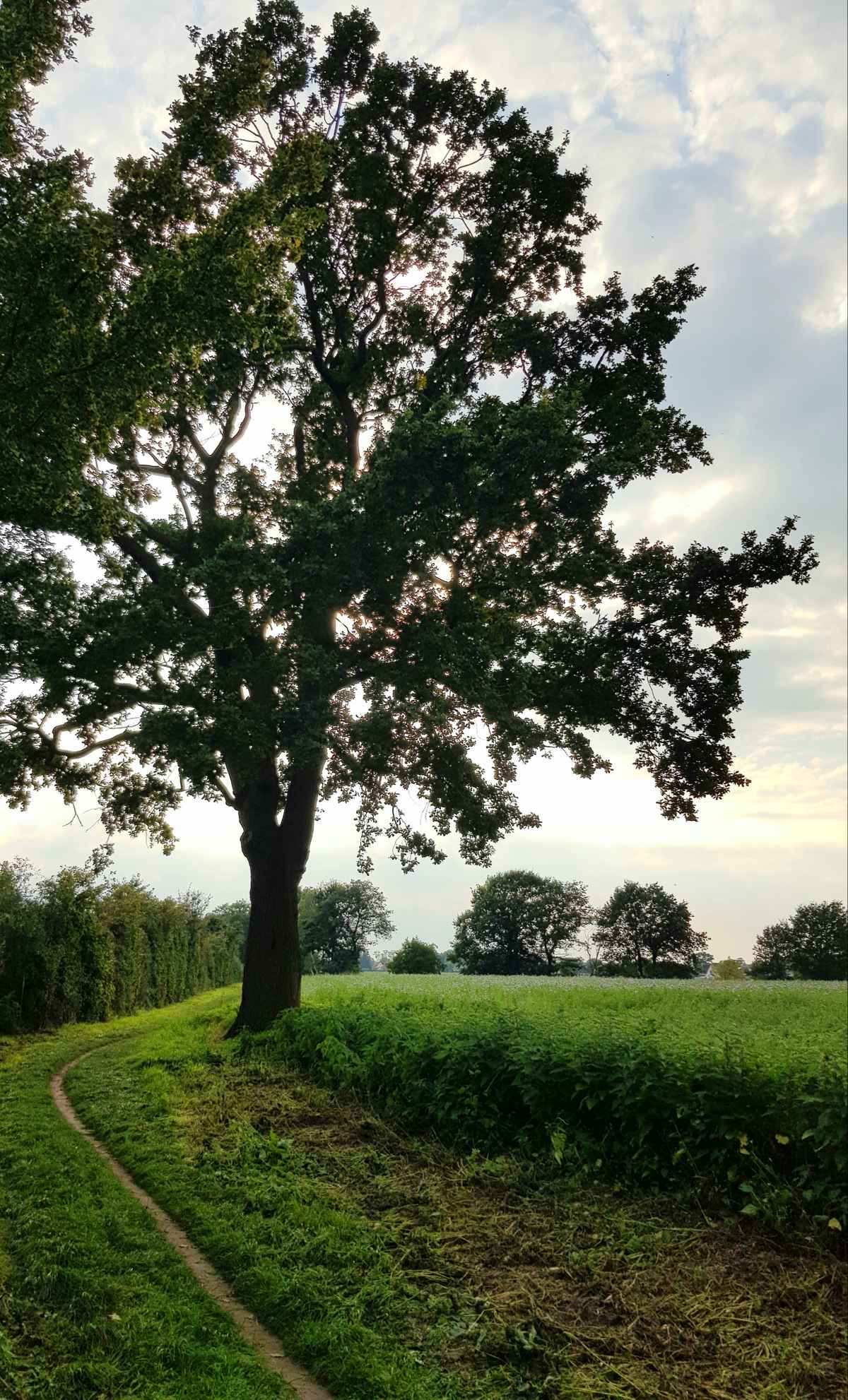 Einzelner Baum