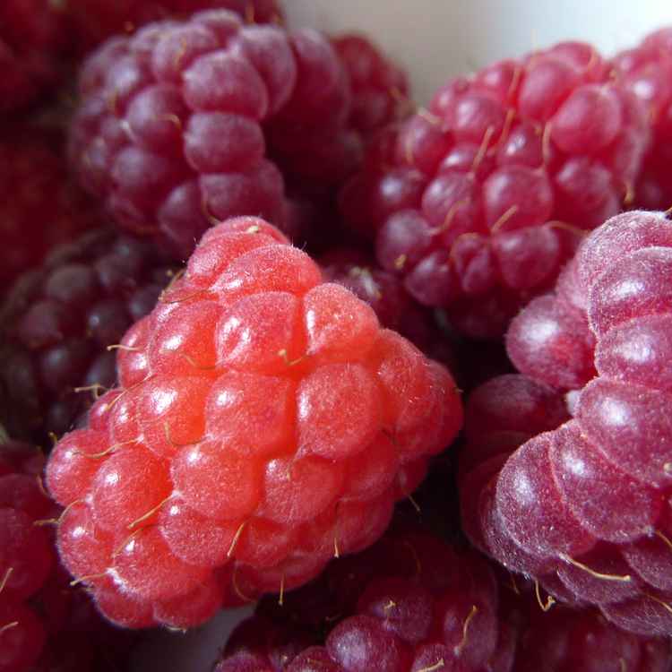 hmmmm...imbeeren