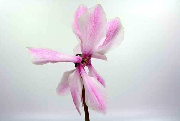 Blüten 29