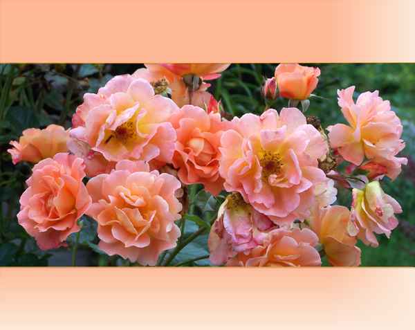 Rosen im Garten