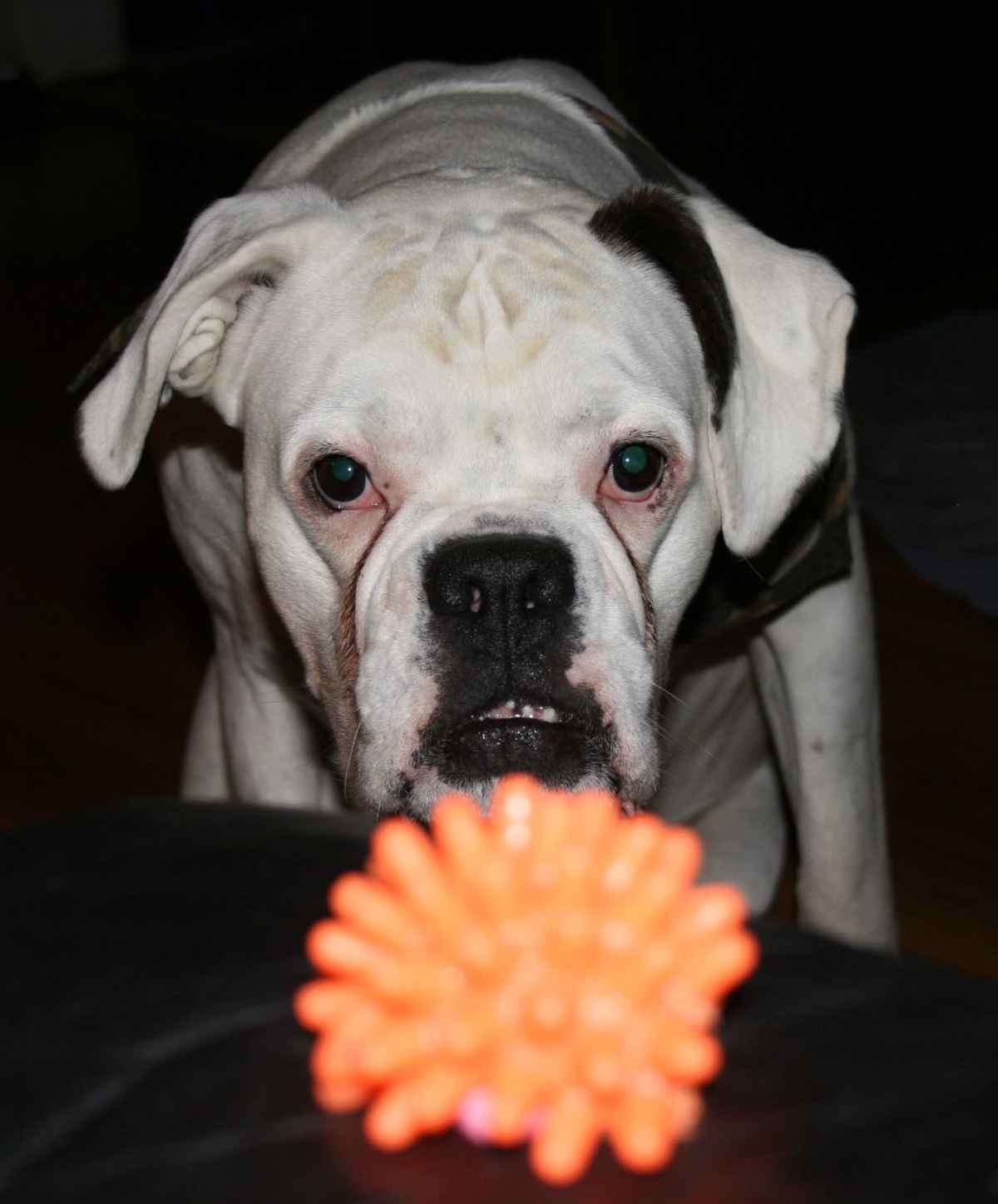 auf der lauer...auf der...