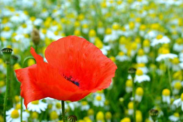 Mohnblüte