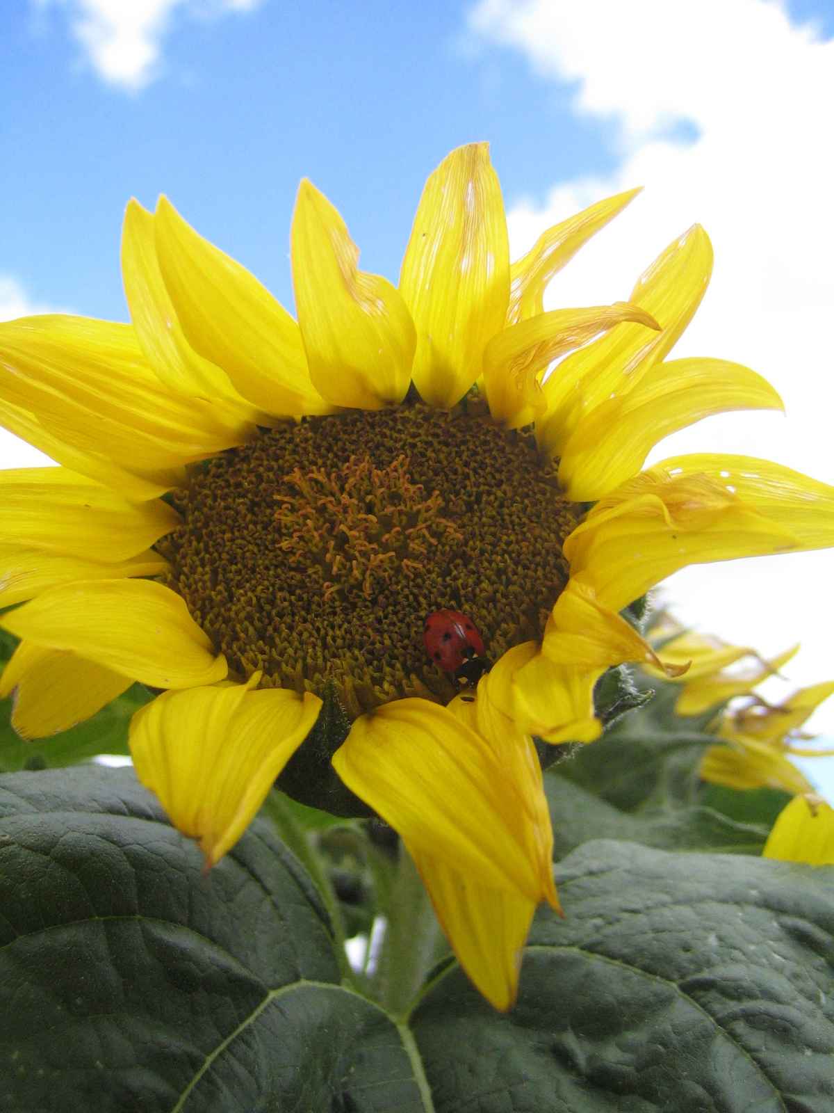 ein Platz an der Sonne