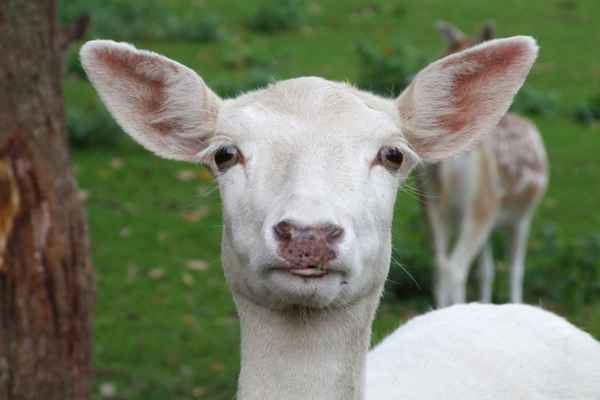 Guck mal , Photo