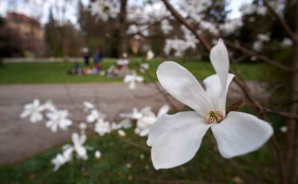 weiße Magnolie im Stadtpark