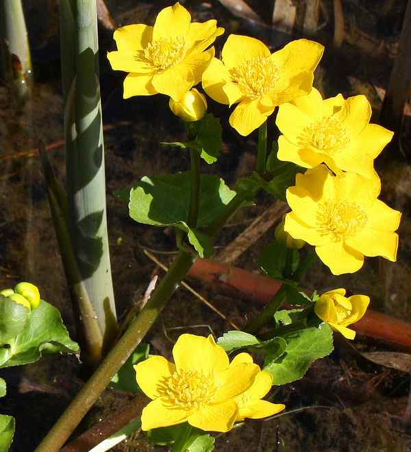 BLÜTEN AM BACH