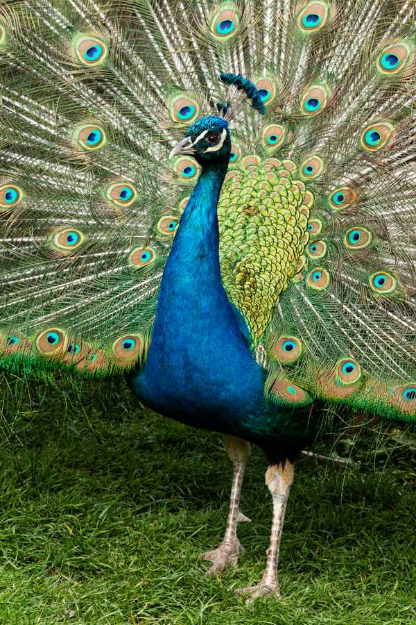 blauer Pfauhahn