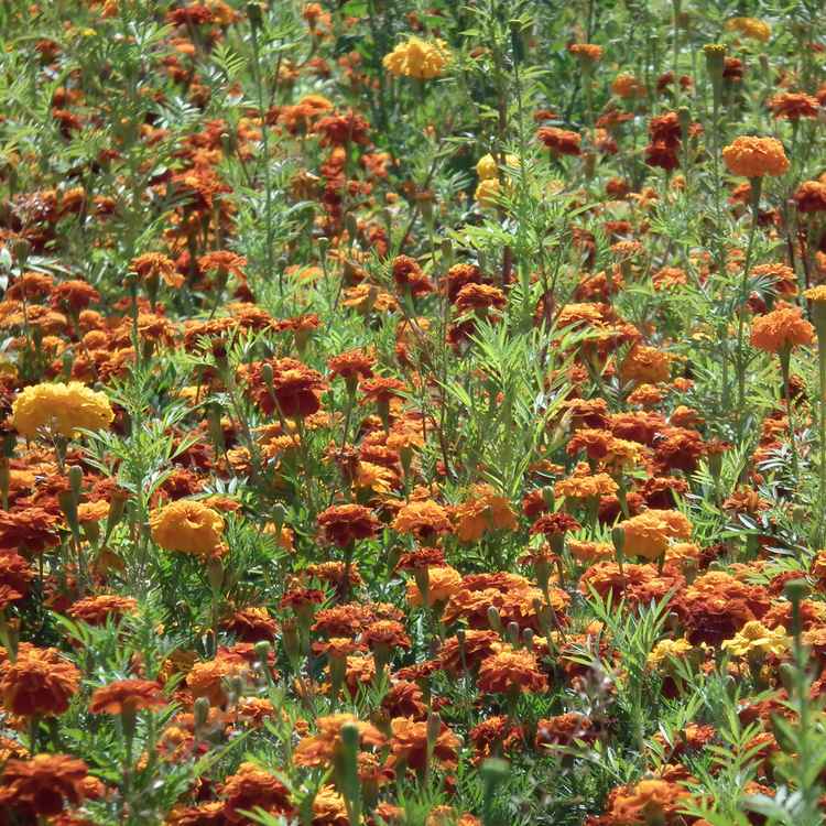 Ein Feld voll blühender Nelken