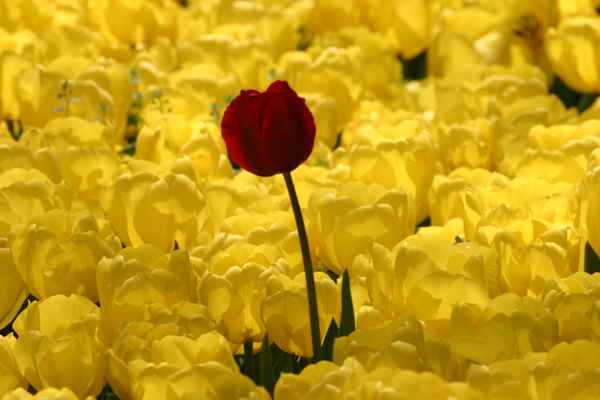 Ein Bad in der Menge