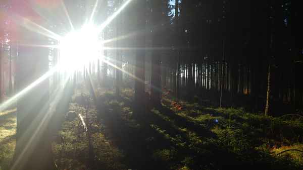 der Wald im Winter