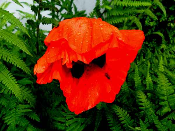 türkischer mohn