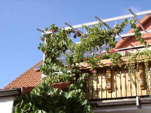 Solare Weintrauben