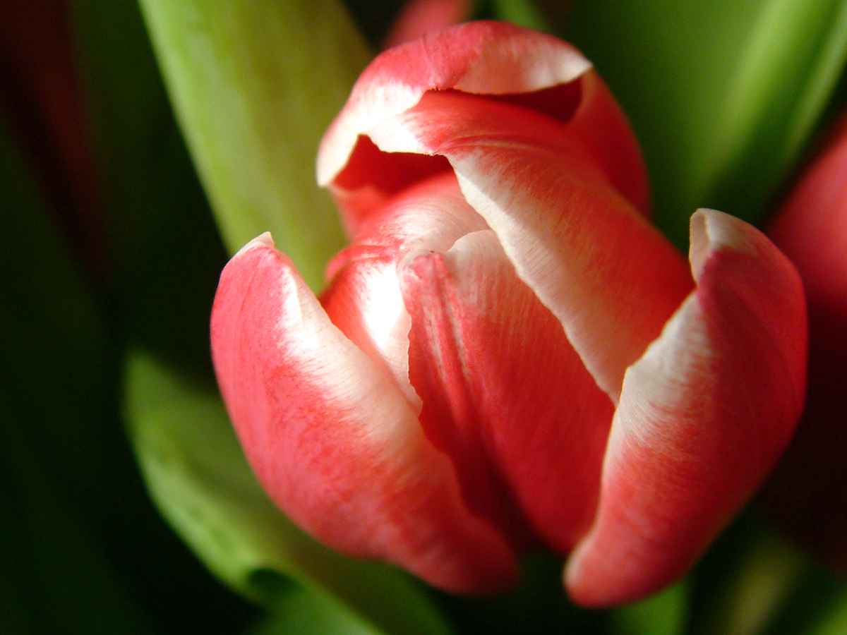 Tulpe