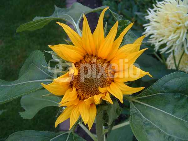 Sonnenblume