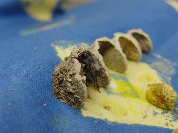 Bienennest - ein Versuch