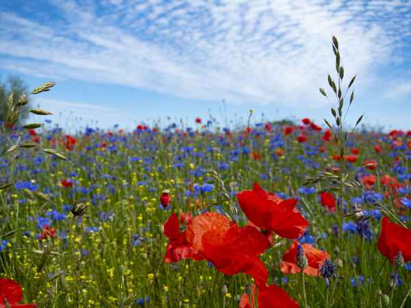 Mohnblüte in voller Pracht