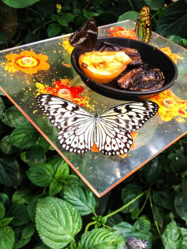 Schmetterling