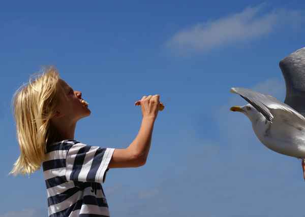 Achtung - gefrässige Möve - Endlich Sommer 96