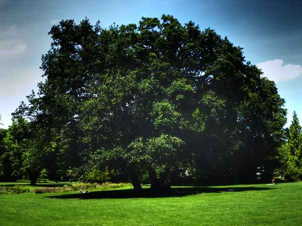 Baum - HDR