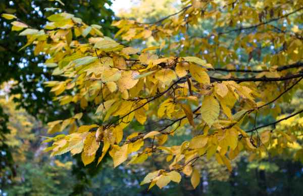 Herbst Blätter