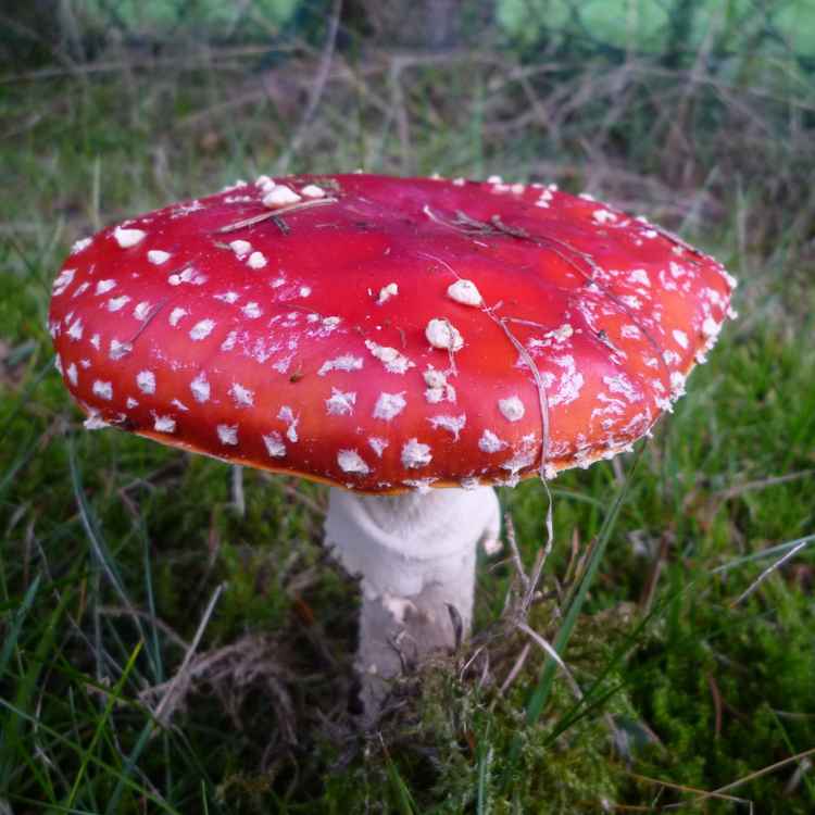 Fliegenpilz