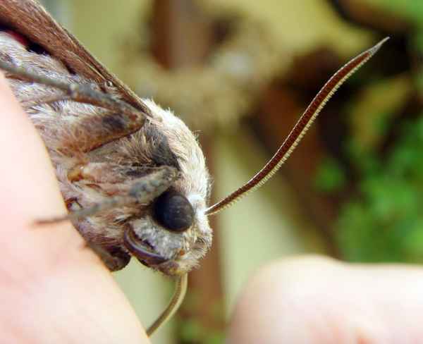 Ligusterschwärmer Bild 5 von 7