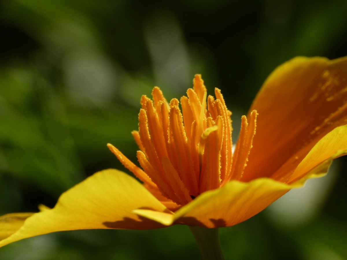 blüte makro
