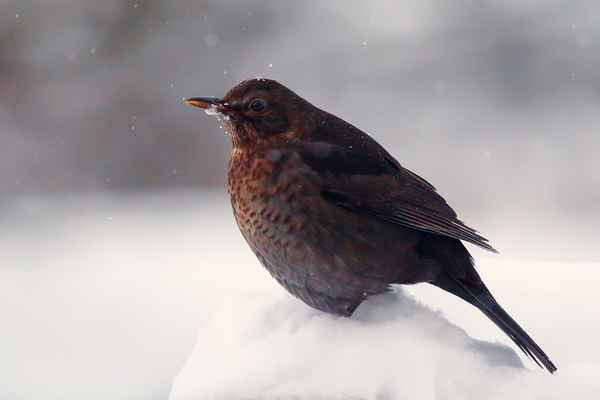 amseldame bei schneefall