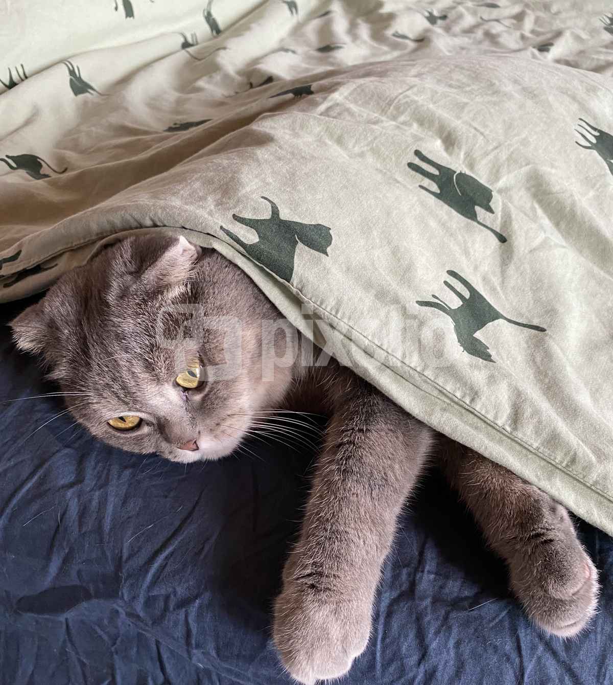 Katze