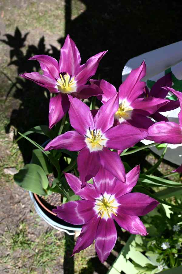 Schöne Blüten