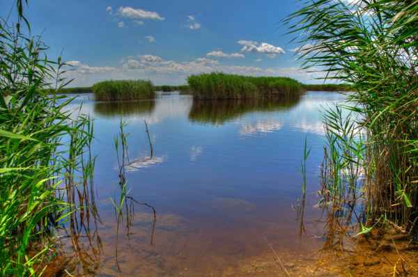 Schilfgürtel bei Illmitz