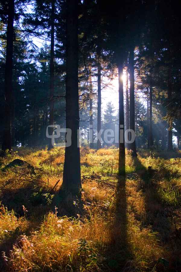 Herbst im Thüringer Wald