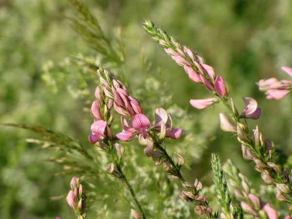 Rosa Schönheit am Wegesrand