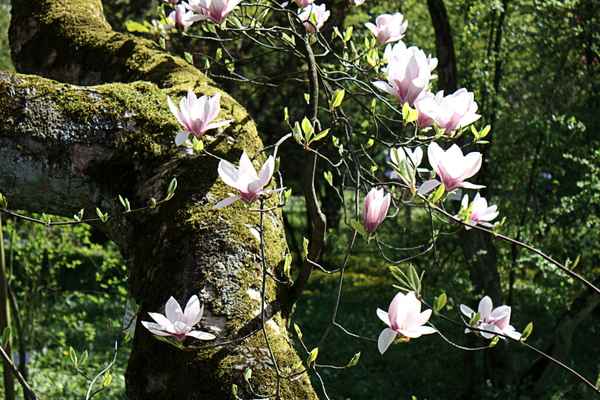 Magnolie 2