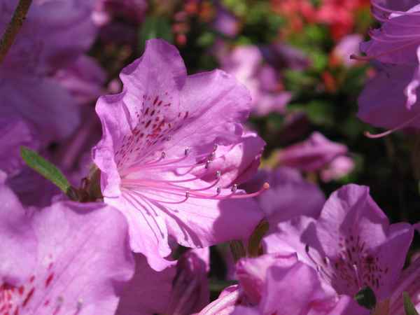 Tolle Farbe!
