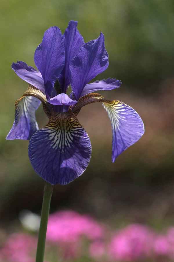 Blaue Iris
