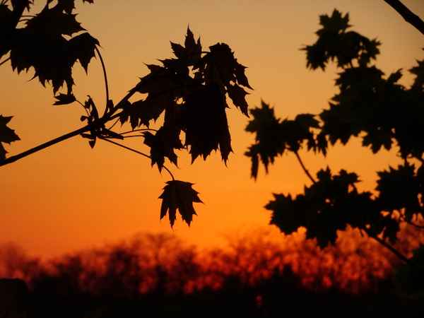 Ahornblätter im Sonnenuntergang