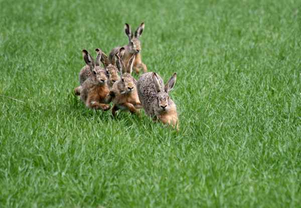 Der Wettlauf
